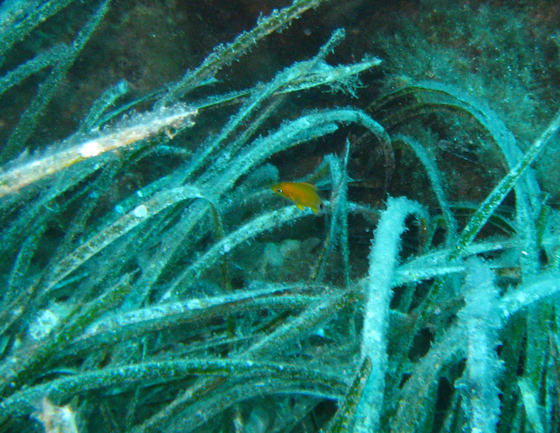 Pesciolino giallo (juvenile Diplodus annularis)